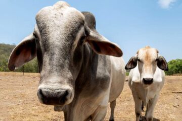 Las innovadoras “supervacas” que catapultaron a Brasil a liderar la exportación de carne mundialmente