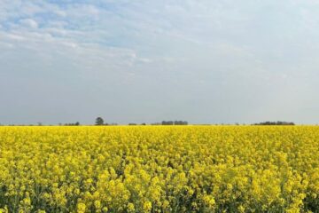 En la Argentina ya hay 70.000 hectáreas con tres cultivos que sirven para hacer energía