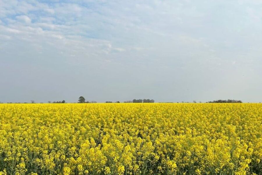 En la Argentina ya hay 70.000 hectáreas con tres cultivos que sirven para hacer energía
