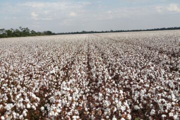 Iniciativa innovadora busca transformar un cultivo tradicional y generar más de 700 millones de dólares