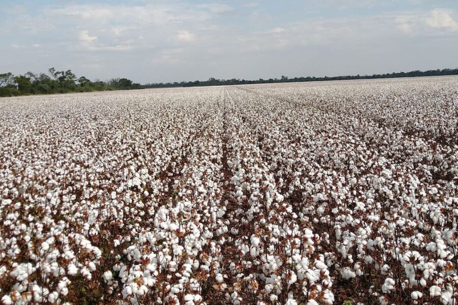 Iniciativa innovadora busca transformar un cultivo tradicional y generar más de 700 millones de dólares