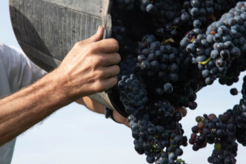 Gobierno y Copal analizan acciones contra entidad del sector vitivinícola por irregularidades en el mercado