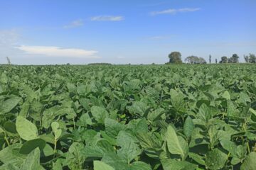 Agro planea invertir US$24.600 millones en la campaña 2025/26, según nuevo informe del sector