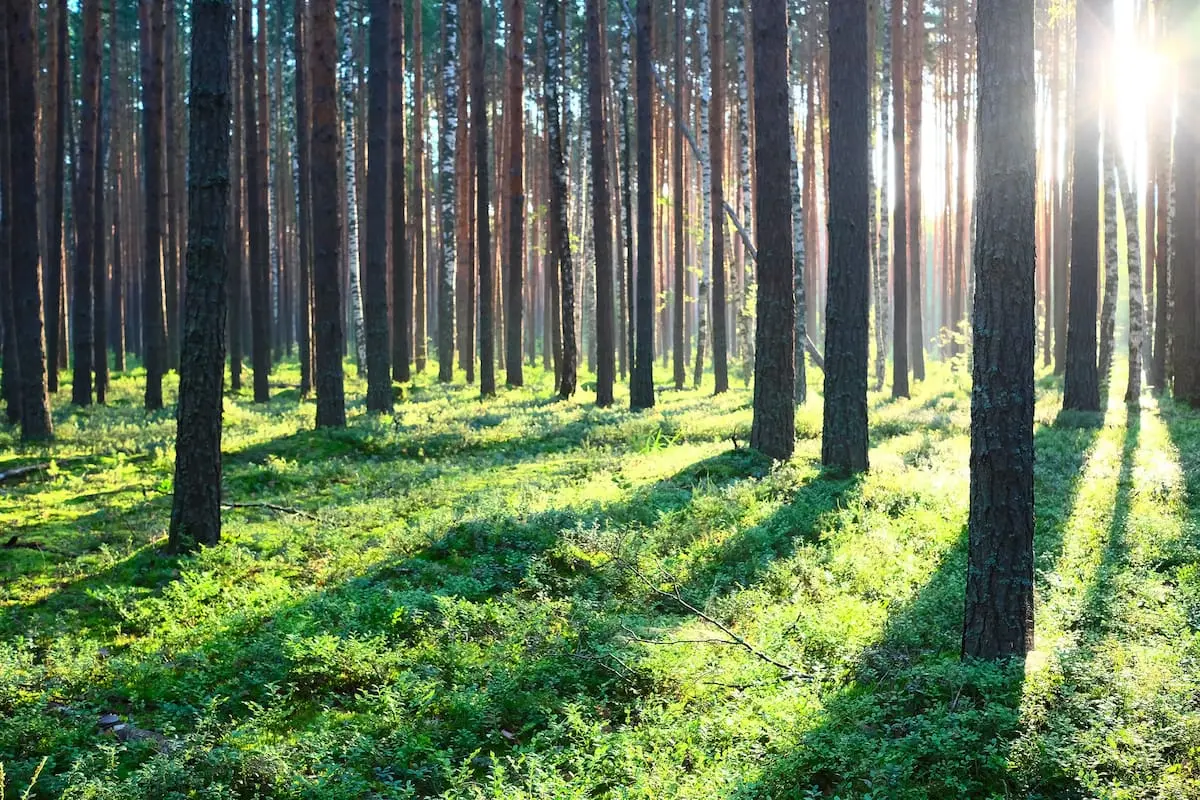 El Gobierno dijo que aumentó la superficie forestal, pero en el sector privado advierten que faltan inversiones