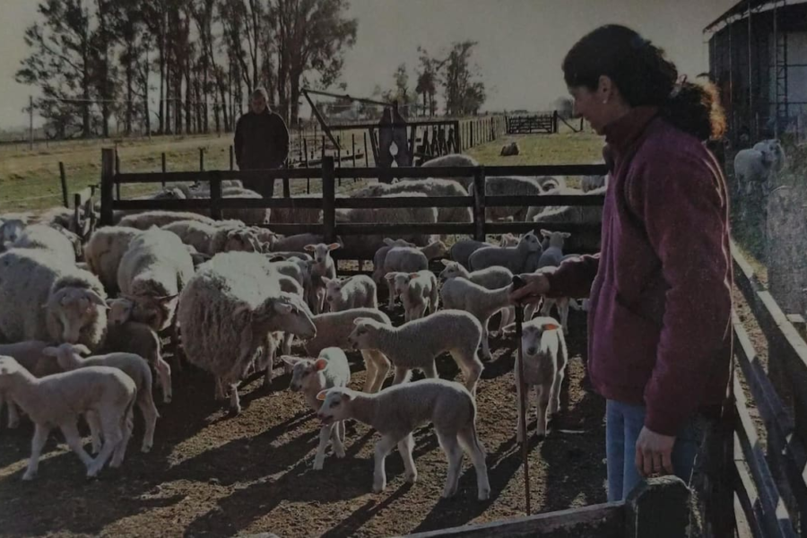 Pioneros en quesos de calidad: la llegada de una raza ovina única al país transforma la industria láctea