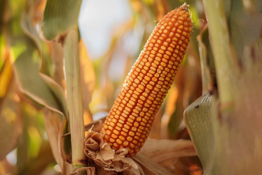 Cultivo afectado por plaga listo para su REBANCHA en una nueva oportunidad de recuperación