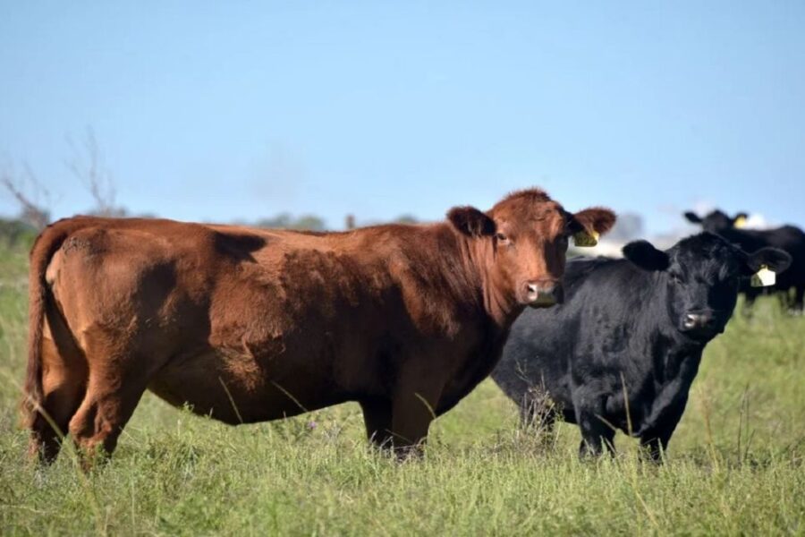 Entrerrianos advierten por crisis sanitaria en el ganado: “Nos está carcomiendo la producción ganadera”