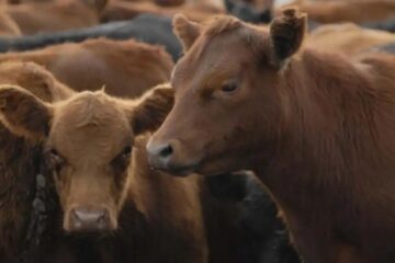 Avance de la garrapata bovina en Entre Ríos: “No es algo que pueda combatir el productor, necesita la asistencia del Gobierno”