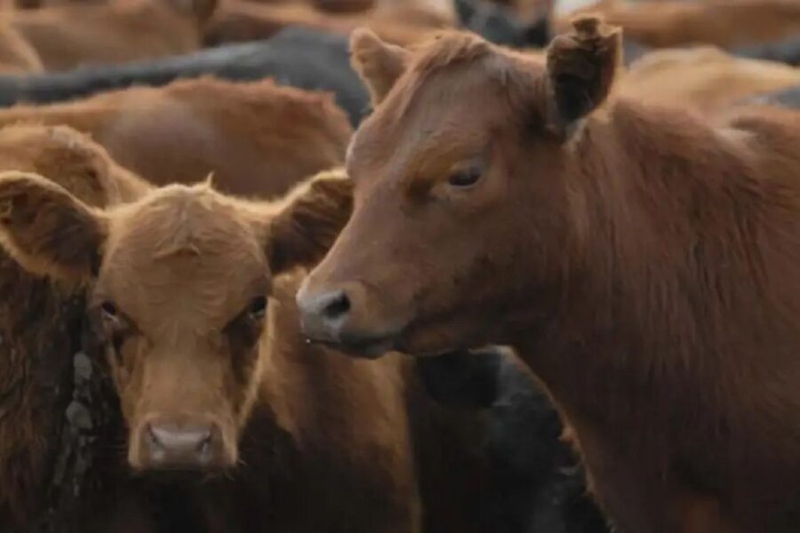 Avance de la garrapata bovina en Entre Ríos: “No es algo que pueda combatir el productor, necesita la asistencia del Gobierno”