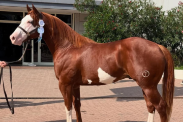 El Gran Campeón que aguardó a Milei para cruzar el río y consagrarse en Argentina