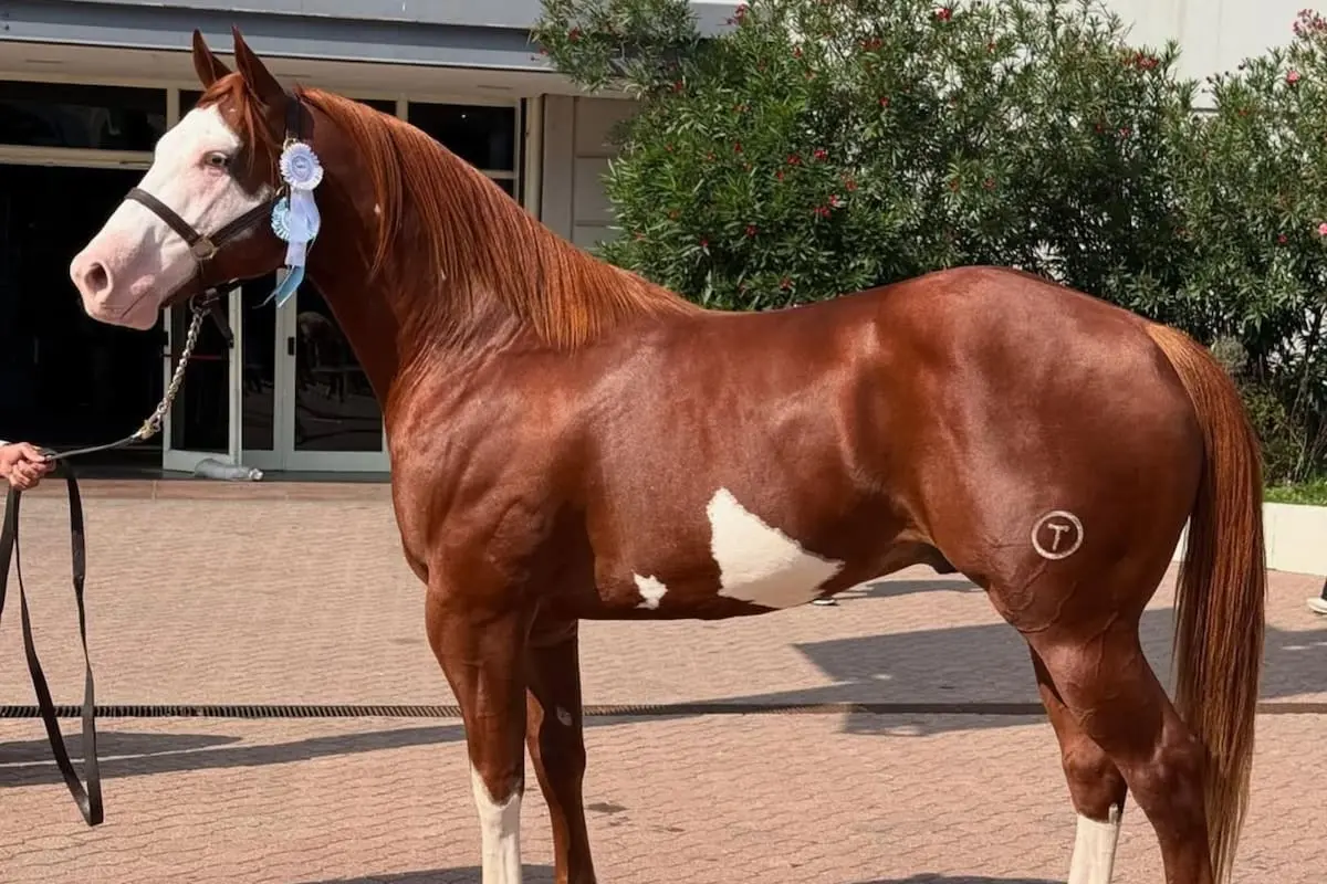 El Gran Campeón que aguardó a Milei para cruzar el río y consagrarse en Argentina