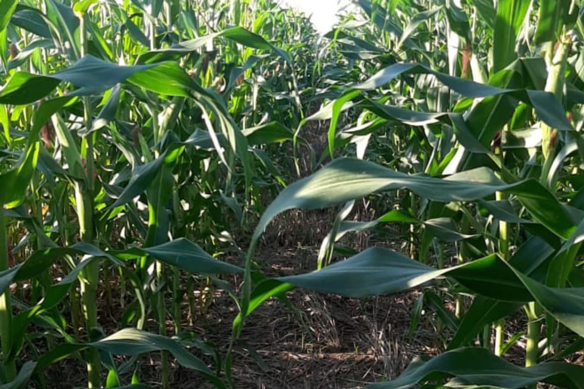 Compras de insumos para siembra de granos gruesos se encuentran demoradas, generando preocupación en el sector agrícola