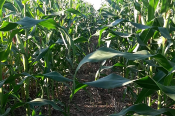 Compras de insumos para siembra de granos gruesos se encuentran demoradas, generando preocupación en el sector agrícola