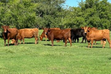 La ganadería busca requisitos clave para mantener su crecimiento y éxito en el mercado actual