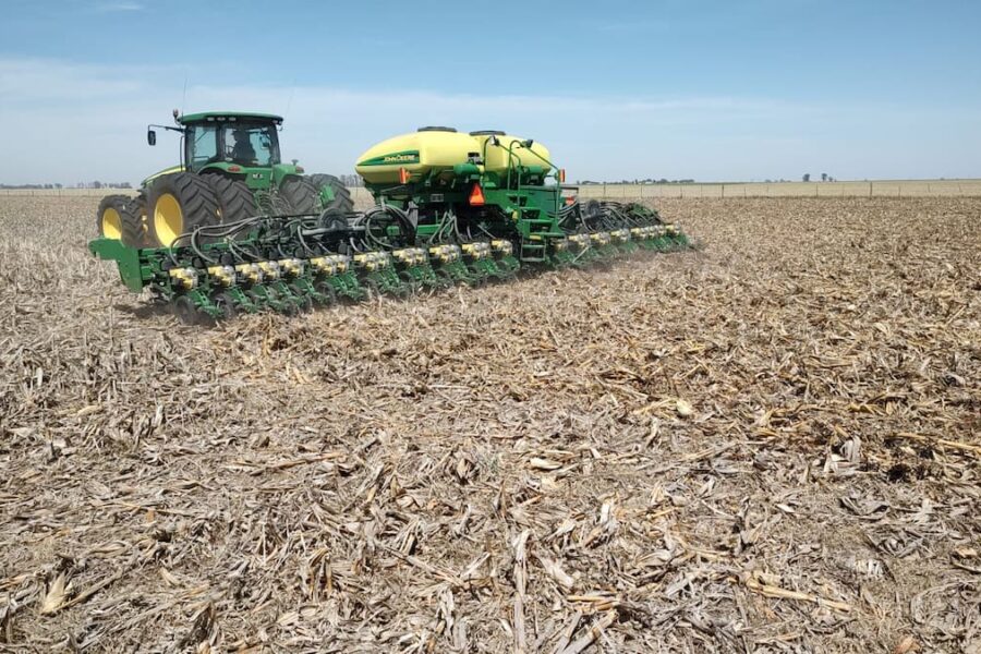 Estrategias efectivas para cultivar maíz y maximizar tus resultados en el campo