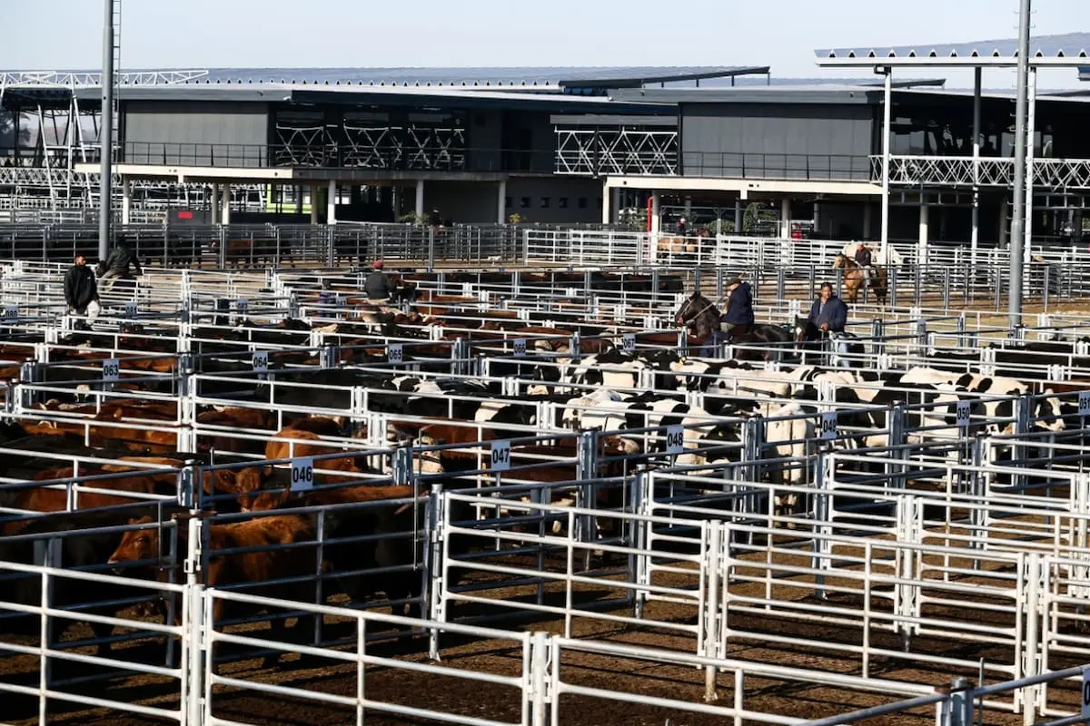 Escasa oferta en el mercado agroganadero de Cañuelas genera preocupación entre productores y compradores