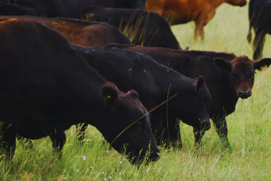 Firmeza en los precios de la hacienda para invernada se mantendrá a pesar de las fluctuaciones del mercado