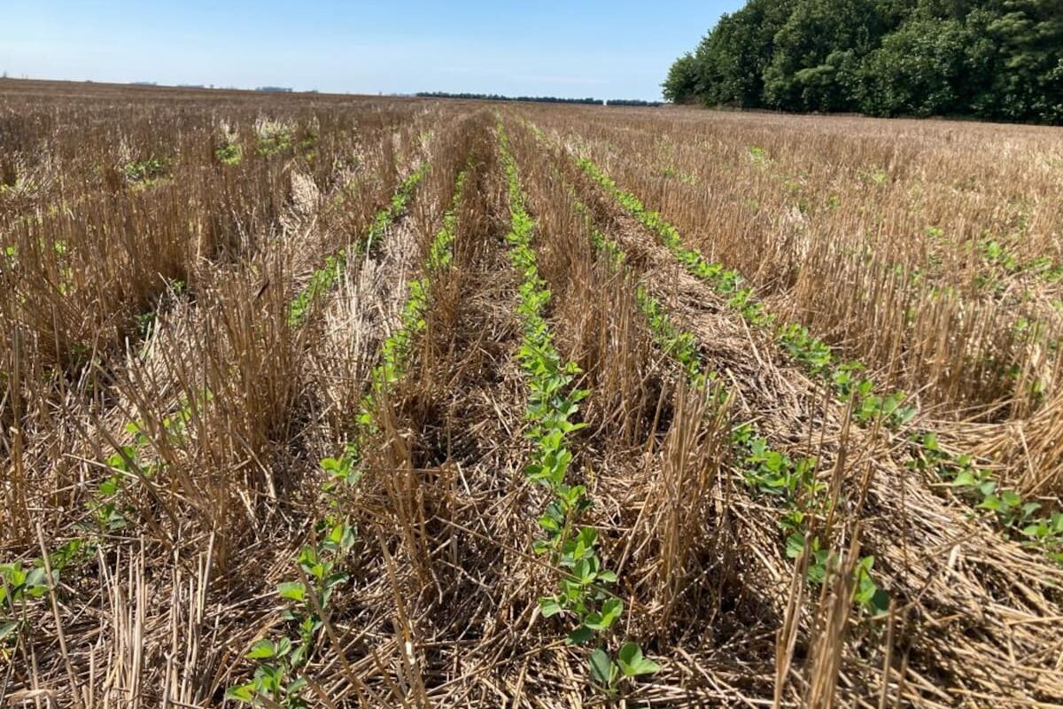 La Argentina sufre la pérdida de 612.000 toneladas de nitrógeno anuales en sus suelos agrícolas