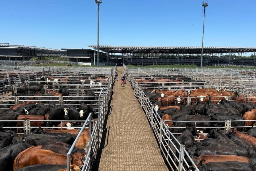 Cierre de semana negativo en el mercado agroganadero de Cañuelas: análisis de las tendencias recientes