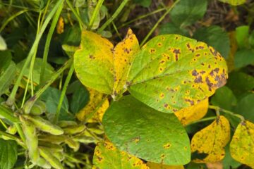 Aumenta la resistencia de un hongo frente a los fungicidas estrobilurinas, alertan expertos en fitopatología