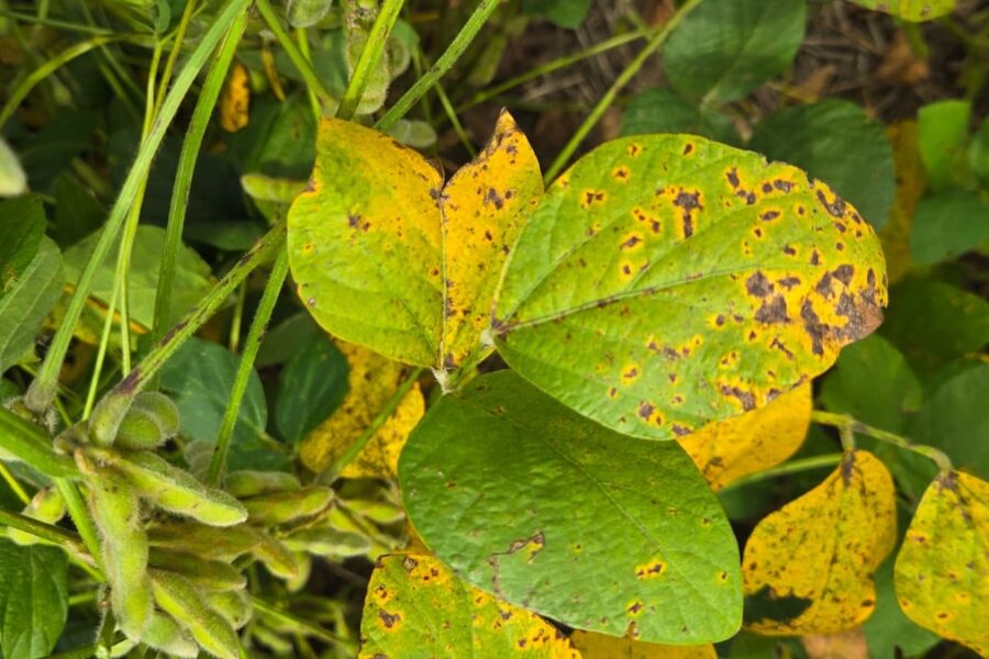 Aumenta la resistencia de un hongo frente a los fungicidas estrobilurinas, alertan expertos en fitopatología