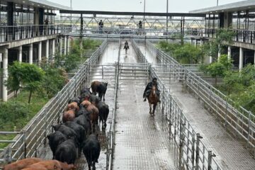 Subas en el mercado agroganadero de Cañuelas marcan el inicio de la semana con optimismo en el sector