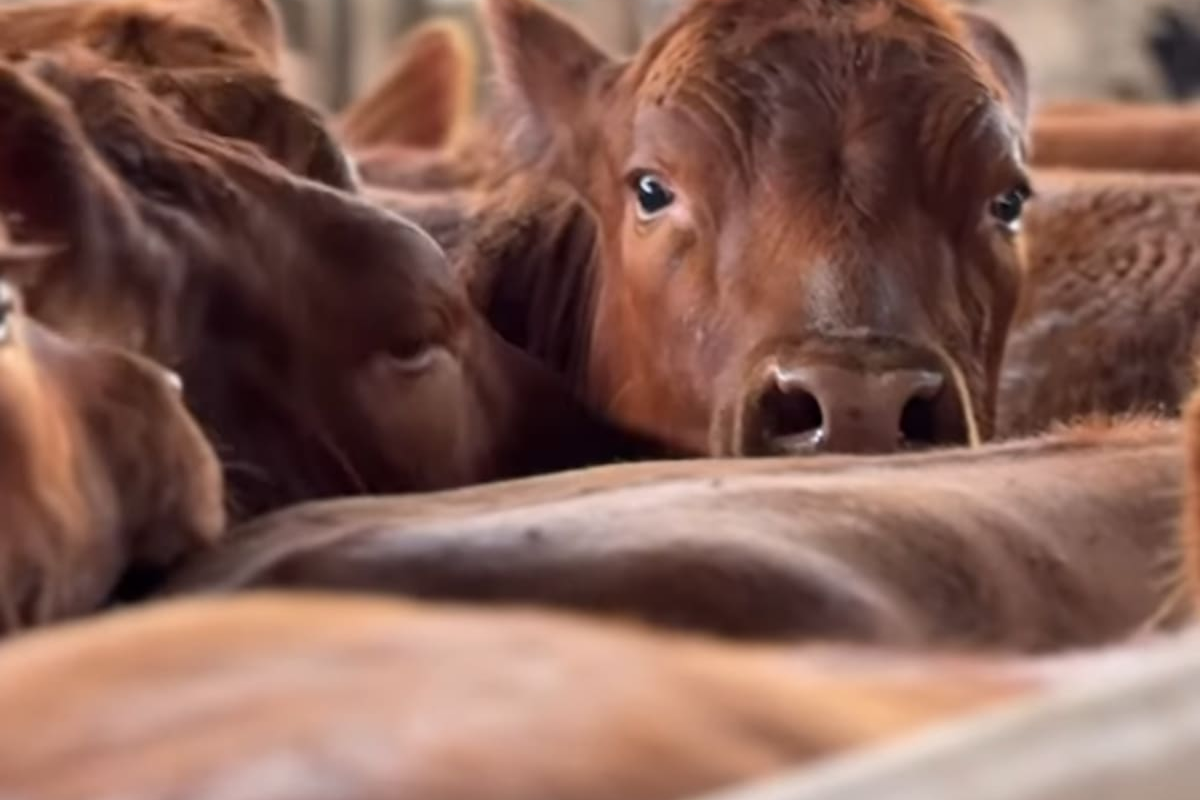 El regreso del debate sobre la fiebre aftosa en un círculo virtuoso de análisis y propuestas.
