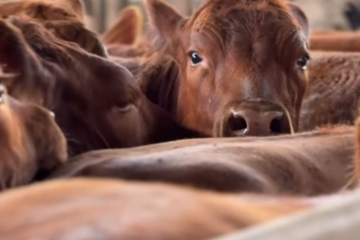 El regreso del debate sobre la fiebre aftosa en un círculo virtuoso de análisis y propuestas.