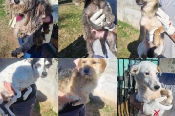 Rescate de 17 perros expuestos a maltrato en una vivienda deshabitada en Concordia