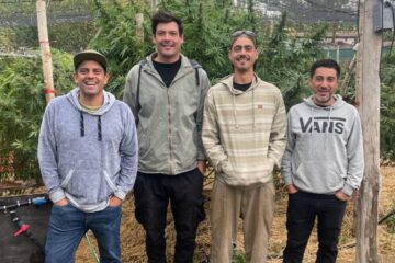 Emprendedores desarrollan un supermaterial para construcción a partir de su cultivo innovador