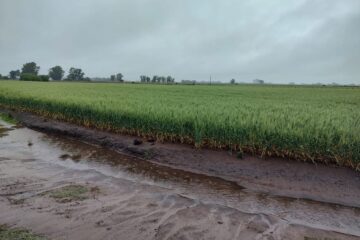 lluvias generalizadas regresan mientras una región enfrenta alertas de sequía