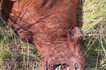 Nuevos reportes de casos extraños de animales mutilados reavivan la preocupación en la comunidad.