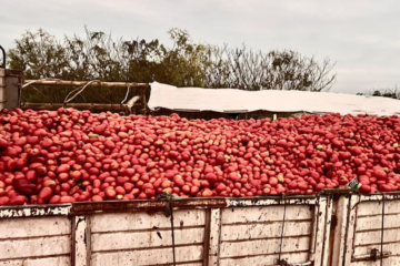 Productor desecha 140 toneladas de tomate por escasas ventas y denuncia el contrabando proveniente de Bolivia