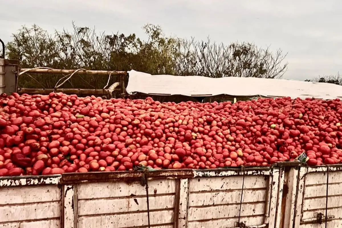 Productor desecha 140 toneladas de tomate por escasas ventas y denuncia el contrabando proveniente de Bolivia