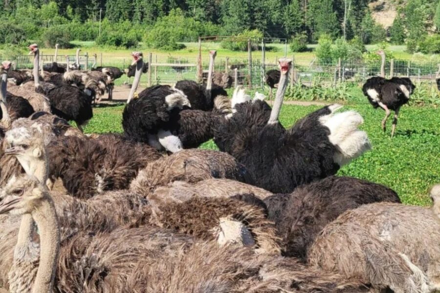 Canadá debate el sacrificio de 400 avestruces por temor a posible brote de gripe aviar