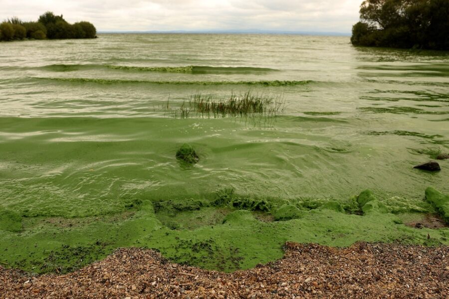 Lough Neagh, el mayor lago del Reino Unido, enfrenta una crisis ecológica alarmante que amenaza su supervivencia