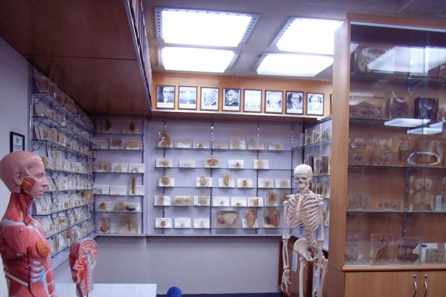 Restos humanos hallados en un museo universitario de Tasmania generan controversia por uso no autorizado