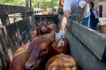 Caputo revela cambios en el plan de vacunación contra la fiebre aftosa, ahorrando USD 25 millones para 2026