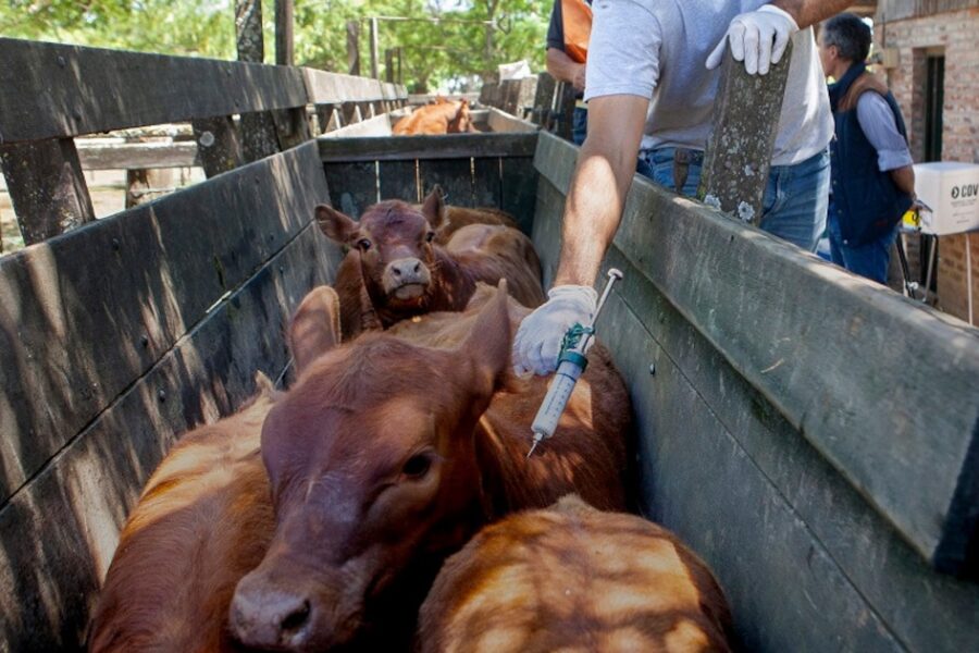 Caputo revela cambios en el plan de vacunación contra la fiebre aftosa, ahorrando USD 25 millones para 2026