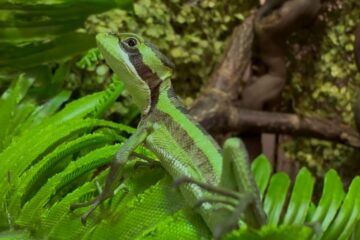 La sorprendente historia de 8 iguanas clonadas en Inglaterra que asombran al mundo por su origen en la naturaleza