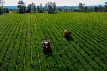 La bebida más popular enfrenta desafíos en un laberinto que amenaza su reinado en Estados Unidos