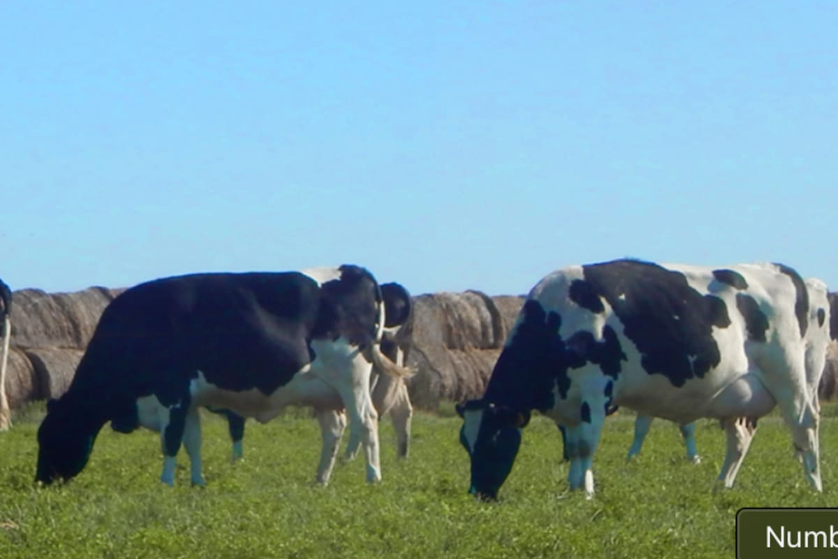 proyectan estabilidad en los precios pagados a los tamberos durante la primavera