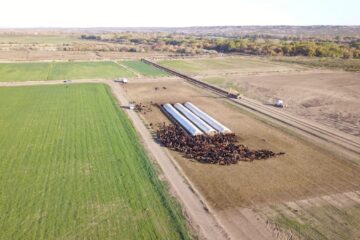 El cultivo que cambió la historia de la provincia ahora se extiende por 25.000 hectáreas