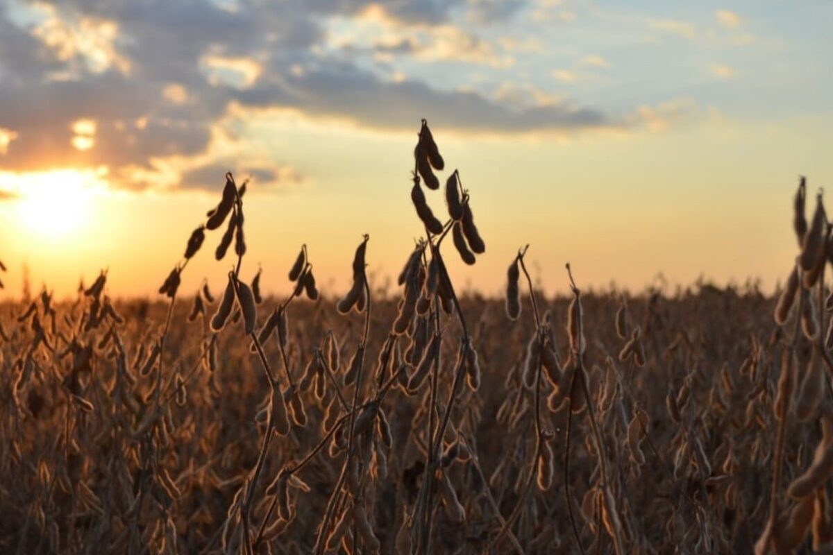 “Márgenes ajustados”: calculan que el cultivo que más dólares genera en Argentina perderá hasta 1,35 millones de hectáreas