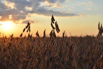 “Márgenes ajustados”: calculan que el cultivo que más dólares genera en Argentina perderá hasta 1,35 millones de hectáreas