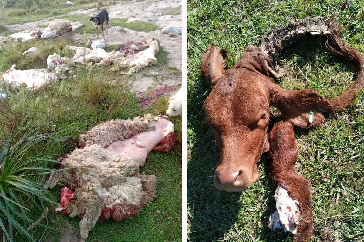 Productores en alerta por robos y faena ilegal de hacienda en zona fronteriza con Brasil