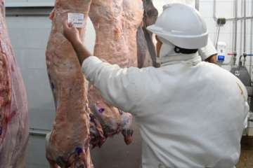 Gobierno revela que 95% de la faena nacional cuenta con clasificación oficial