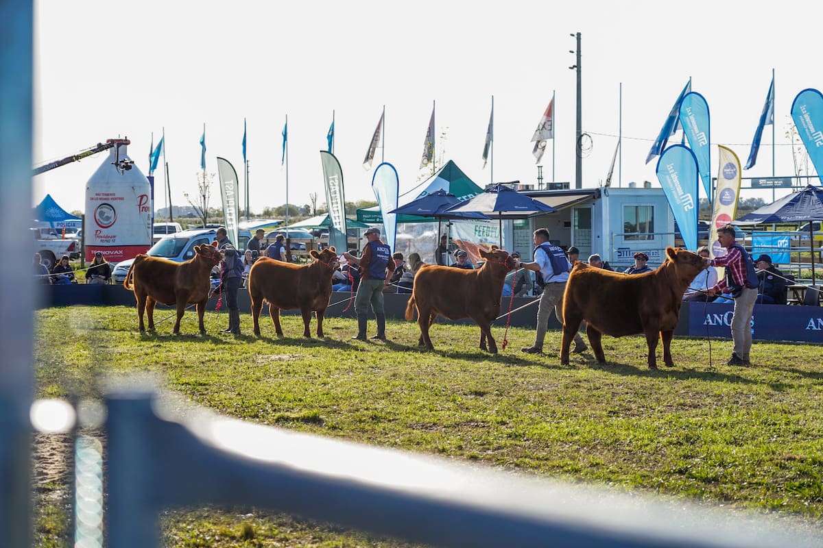 Gran exposición Angus de Primavera promete sorpresas y un despliegue inigualable en el campo ganadero.