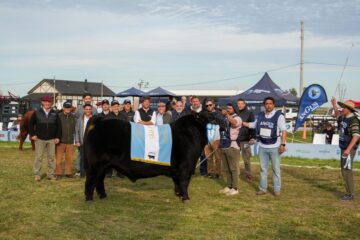 así fueron los grandes campeones del Angus de Primavera