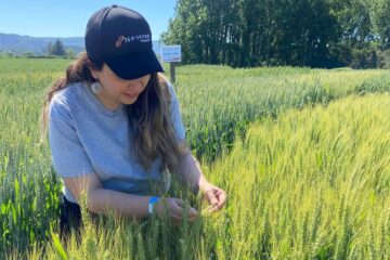 Empresas de Chile y Argentina trabajarán en el primer trigo genéticamente editado en el país